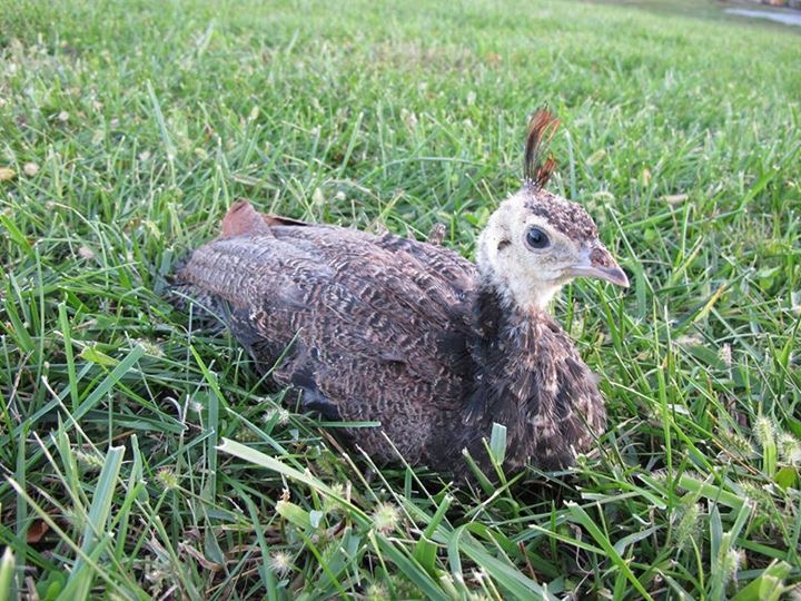 Young peafowl